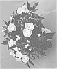 Impatiens%20hawkeri%20%27Dongirolwhi%27
