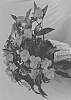 Impatiens%20hawkeri%20%27Dongimagor%27