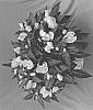 Inpatiens%20hawkeri%20%27Dongirolcoca%27