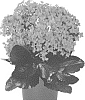 Kalanchoe%20blossfeldiana%20%27Dokallux%27