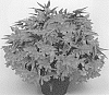 Begonia%20boliviensis%20X%20Begonia%20tuberhyrida%20%27BeTesnogat%27
