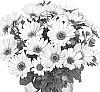 Osteospermum%20ecklonis%20%27Doostmarec%27