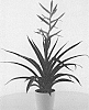 Tillandsia%20hybrid%20%27DOLCE%27