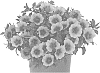 Calibrachoa%20parviflora%20%27Docalhugome%27