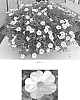 Calibrachoa%20x%20hybrida%20%27Balcabriwii%27