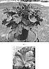 Heuchera%20x%20hybrida%20%27Carnival%20Burgundy%20Blast%27