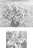 Solenostemon%20scutellarioides%20%27Balsoleazl%27