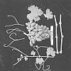 Vitis%20vinifera%20%27ARDTHIRTYSIX%27