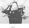 Hydrangea%20paniculata%20%27B10%27