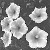 Hibiscus%20rosa-sinensis%20%27ALTICEMELON%27
