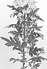 Chrysanthemum%20x%20morifolium%20%27DLFABB13%27
