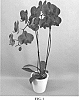 Phalaenopsis%20hybrid%20%27PHA1577644%27