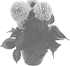 Dahlia%20hybrida%20%27BKDAMPI%27