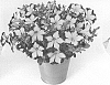 Petunia%20hybrida%20%27KLEPH20425%27