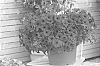 Petunia%20hybrida%20%27KLEPH20491%27