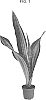 Sansevieria%20aubrytiana%20%27MARLOWE%27