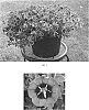 Calibrachoa%20x%20hybrida%20%27Balcabmiss%27