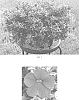 Calibrachoa%20x%20hybrida%20%27Balchared%27