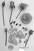 Miniature%20Rose%20Plant%20Named%20%27Poulpar127%27