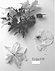 Clematis%20Plant%20Named%20%27Evipo108%27