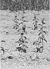 Prunus%20domestica%20x%20Prunus%20spinosa%20%27Dhprs2%27