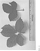 Rubus%20L.%20subgenus%20Rubus%20%27DrisBlackTwentyFive%27