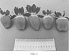 Fragaria%20x%20ananassa%20%27DrisStrawEightyNine%27