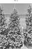 Thuja%20plicata%20x%20standishii%20%27CMA04271964%27