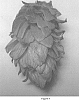 Humulus%20lupulus%20%27CV12%27