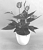 Anthurium%20andraeanum%20L.%20%27AN2562165%27