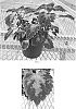 Plectranthus%20scutellarioides%20%27Baltazrip%27