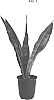 Sansevieria%20aubrytiana%20%27Graelyn%27