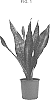 Sansevieria%20aubrytiana%20%27NITE%20LITE%27