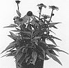 Echinacea%20angustifolia%20x%20Echinacea%20purpurea%20%27Noecseven%27