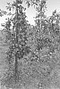 Malus%20domestica%20Borkh.%20%27Wurtwinning%27