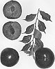 Interspecific%20Prunus%20%27FLAVOR%20JOY%27