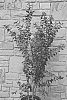 Lagerstroemia%20indica%20%27JM7%27