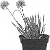 Allium%20senescens%20subsp.%20montanum%20%27IFALLS%27
