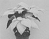 Euphorbia%20pulcherrima%20Willd.%20%27Rinebob%27