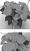 Euphorbia%20pulcherrima%20%27EURZ0022%27