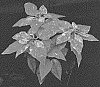 Euphorbia%20pulcherrima%20Wild.%20ex%20Klotzsch%20X%20Euphorbia%20cornastra%20%27BONPR%201639%27