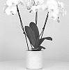Phalaenopsis%20hybrida%20%27MI01885%27