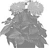 Dahlia%20hybrida%20%27BKDAMAGFF%27