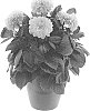 Dahlia%20hybrida%20%27BKDAMAGFCY%27