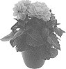 Dahlia%20hybrida%20%27BKDAMOR%27