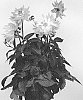 Dahlia%20hybrida%20%27BKDAGIGP%27