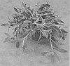 Didelta%20hybrida%20%27Wesdifanfisisti%27