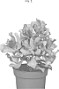 Crassula%20arborescens%20subp.%20undilatifolia%20%27OVWOODS03%27