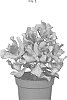 Crassula%20arborescens%20subp.%20undilatifolia%20%27OVWOODS03%27