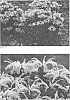 Monarda%20hybrid%20%27Electric%20Neon%20Coral%27